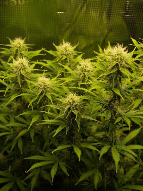 Green Cure CBD F1 Hybrid Auto Zamnesia. Week 9 - Tag 69