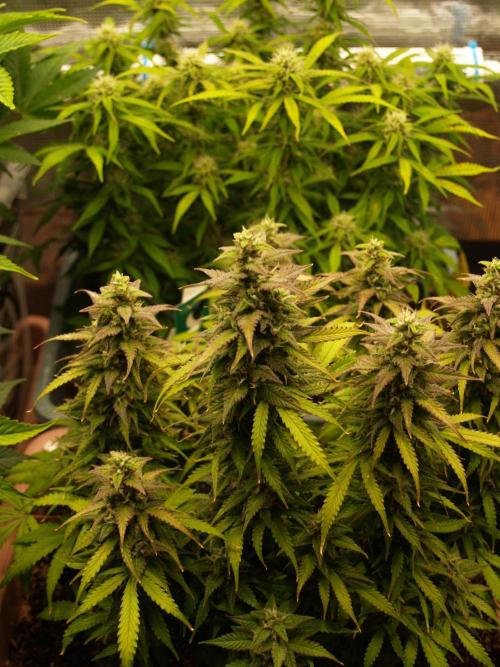 Auto AK-47 XL Divine Seeds. Week 10 - Tag 71