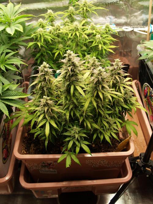 Auto AK-47 XL Divine Seeds. Week 10 - Tag 71