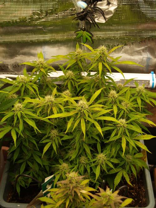 GMO Cookies Auto from Zamnesia. Week 9 - Tag 69