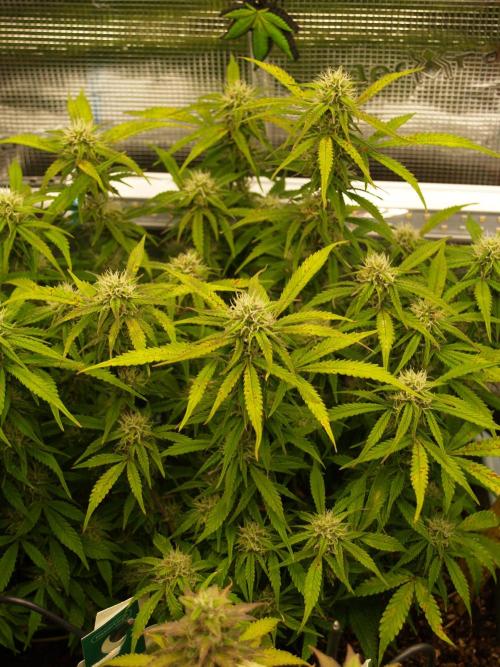 GMO Cookies Auto from Zamnesia. Week 9 - Tag 69