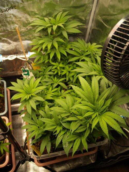 Eleven Roses. Week 14 - Tag 99