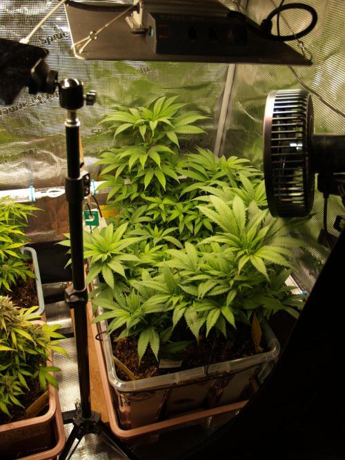 Eleven Roses. Week 14 - Tag 99