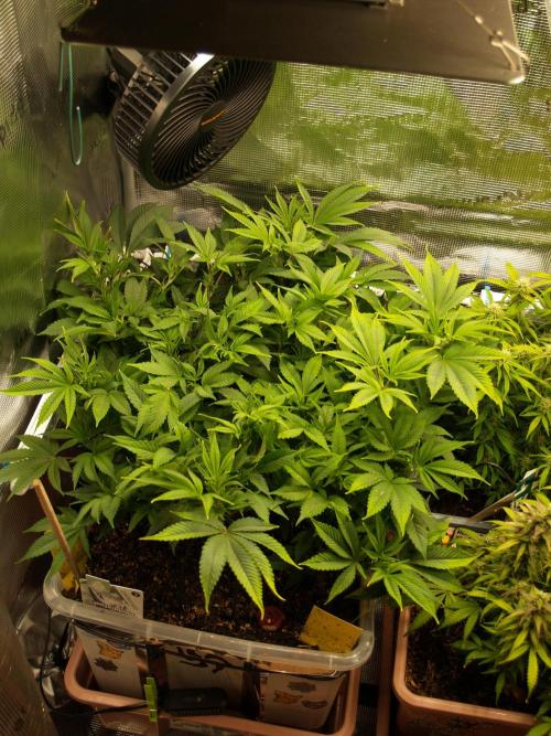 White Rhino From Zamnesia zweite Runde. Week 9 - Tag 69