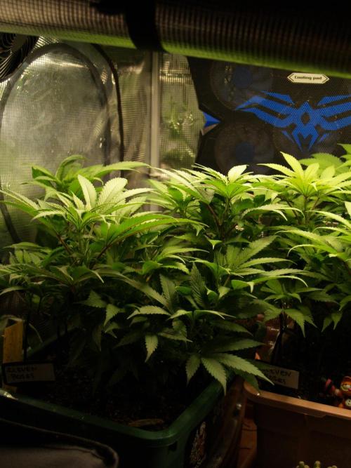 Eleven Roses Klon zur Blüte. Week 12 - Tag 78