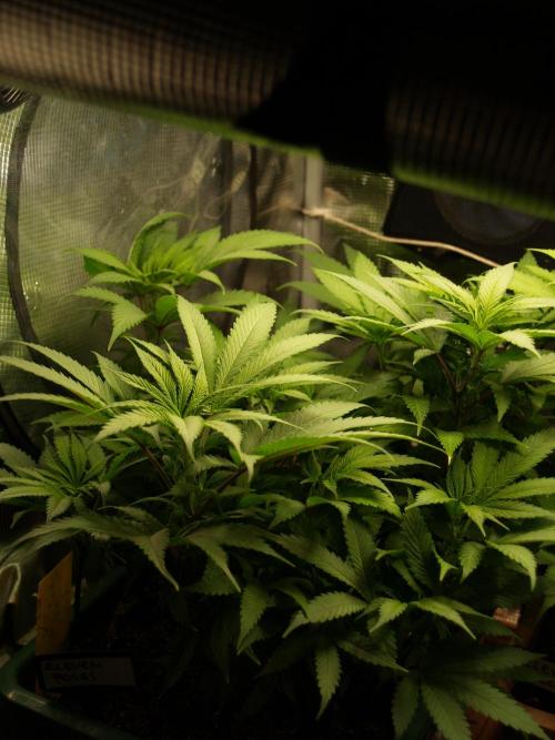 Eleven Roses Klon zur Blüte. Week 12 - Tag 78