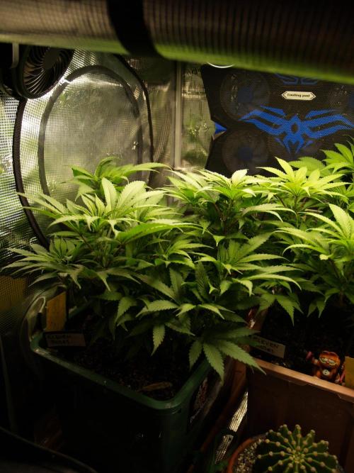 Eleven Roses Klon zur Blüte. Week 12 - Tag 78