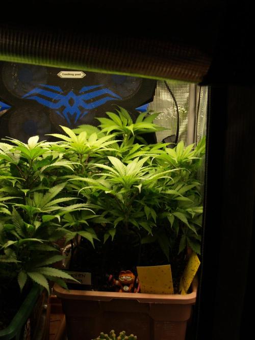 Eleven Roses Klon zur Blüte 2. Week 12 - Tag 78