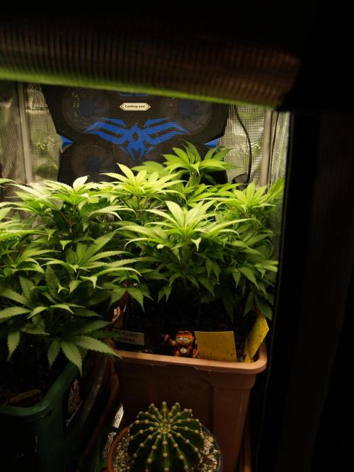 Eleven Roses Klon zur Blüte 2. Week 12 - Tag 78