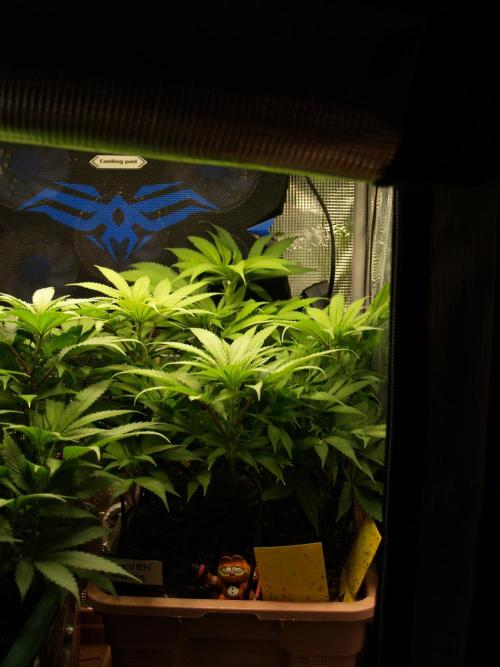 Eleven Roses Klon zur Blüte 2. Week 12 - Tag 78