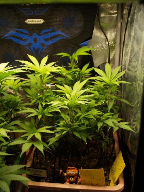 Eleven Roses Klon zur Blüte 2. Week 12 - Tag 80