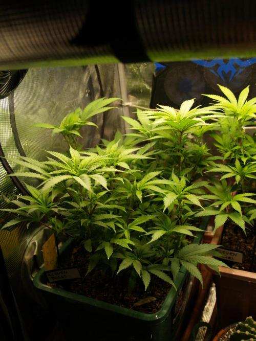 Eleven Roses Klon zur Blüte. Week 12 - Tag 80