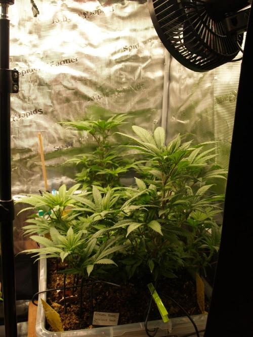 Eleven Roses. Week 14 - Tag 101