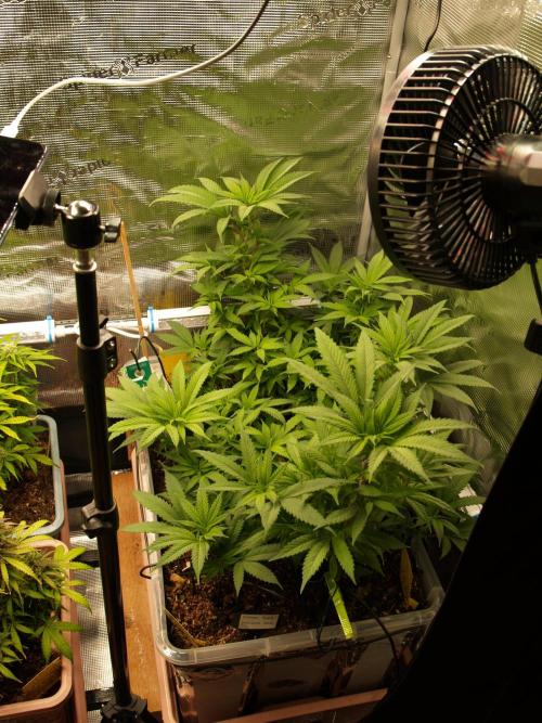 Eleven Roses. Week 14 - Tag 101