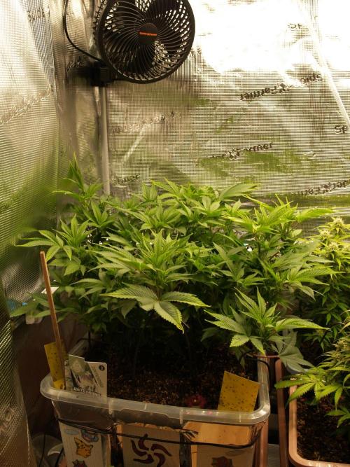 White Rhino From Zamnesia zweite Runde. Week 10 - Ta 71 