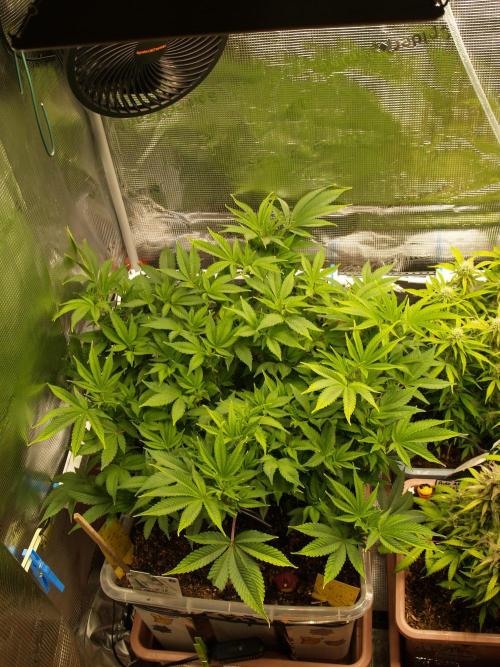 White Rhino From Zamnesia zweite Runde. Week 10 - Tag 71 