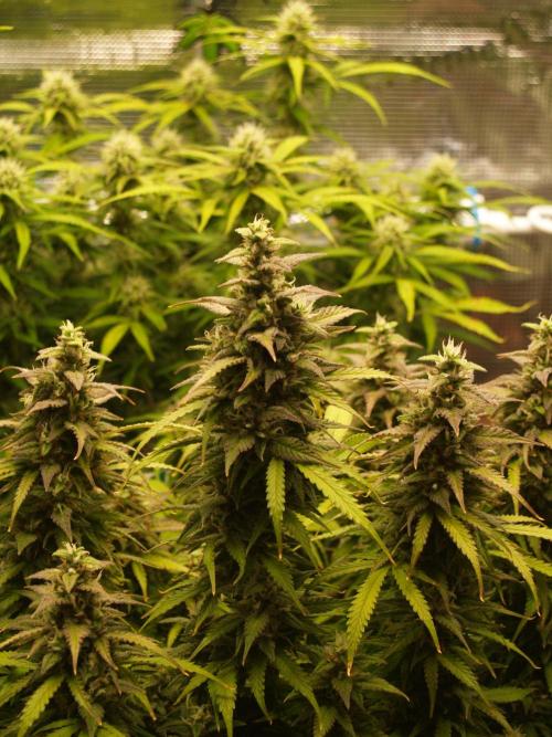 Auto AK-47 XL Divine Seeds. Week 10 - Tag 73