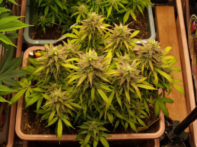 Auto AK-47 XL Divine Seeds. Week 10 - Tag 73