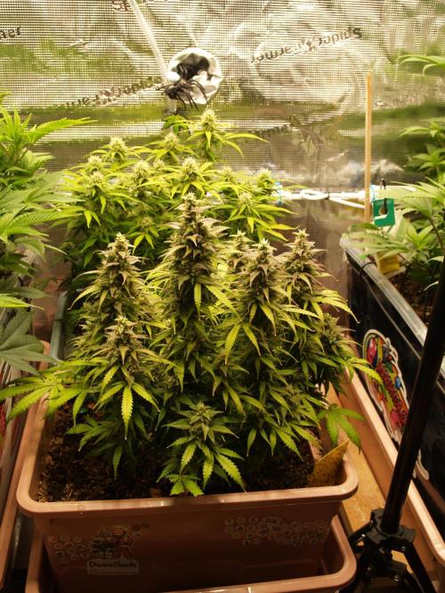 Auto AK-47 XL Divine Seeds. Week 10 - Tag 73