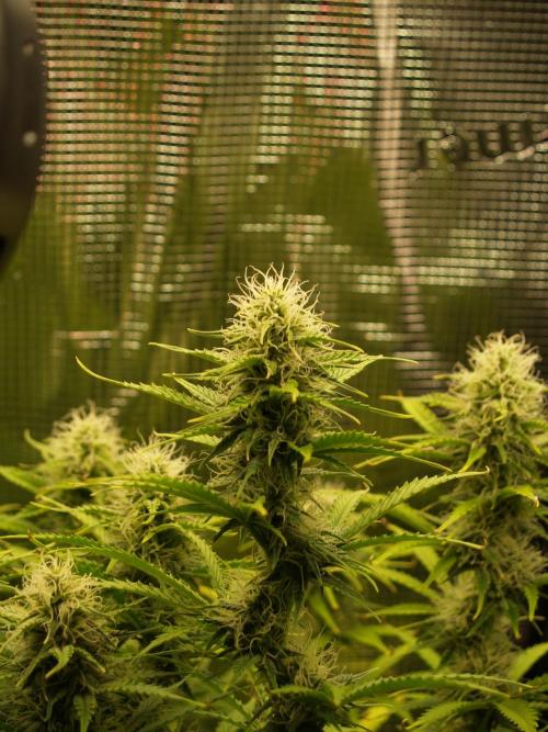 Green Cure CBD F1 Hybrid Auto Zamnesia. Week 10 - Tag 71