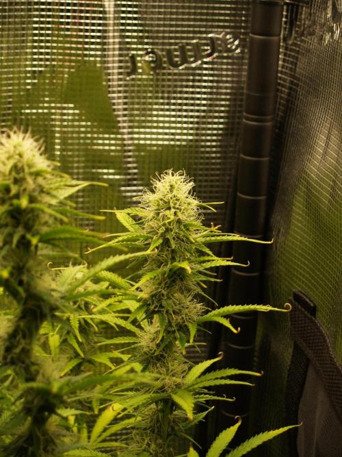 Green Cure CBD F1 Hybrid Auto Zamnesia. Week 10 - Tag 71