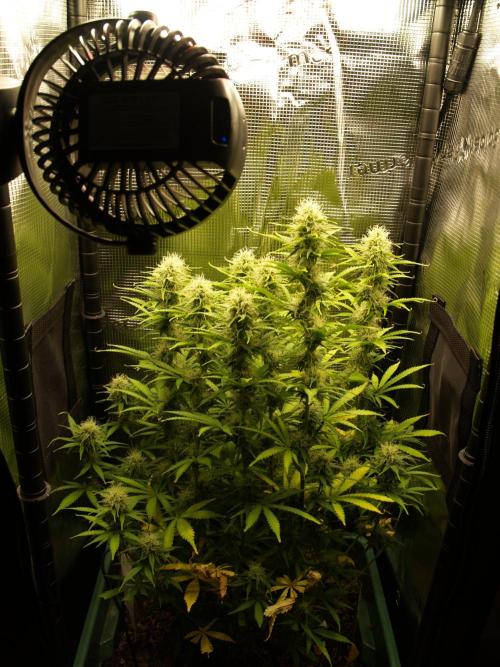 Green Cure CBD F1 Hybrid Auto Zamnesia. Week 10 - Tag 71