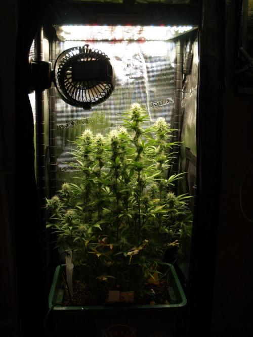 Green Cure CBD F1 Hybrid Auto Zamnesia. Week 10 - Tag 71