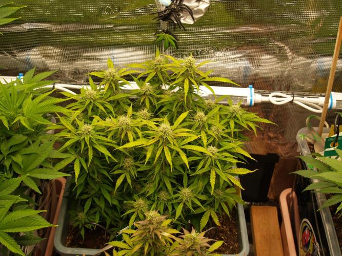 GMO Cookies Auto from Zamnesia. Week 10 - Tag 71