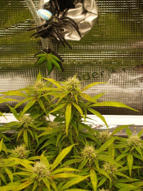 GMO Cookies Auto from Zamnesia. Week 10 - Tag 71