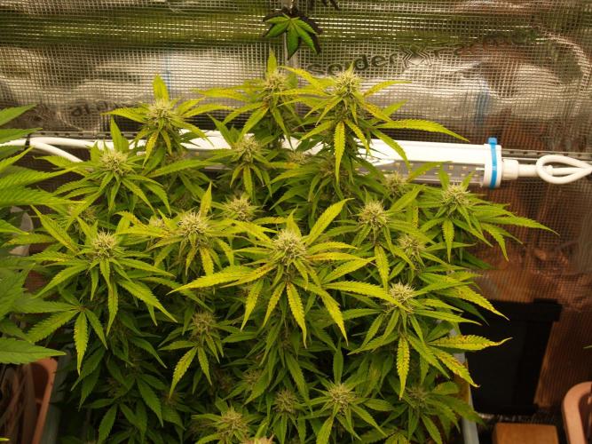 GMO Cookies Auto from Zamnesia. Week 10 - Tag 71