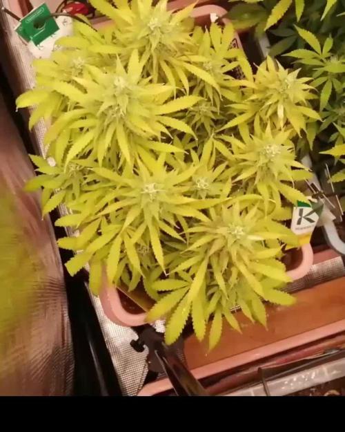 Auto AK-47 XL Divine Seeds