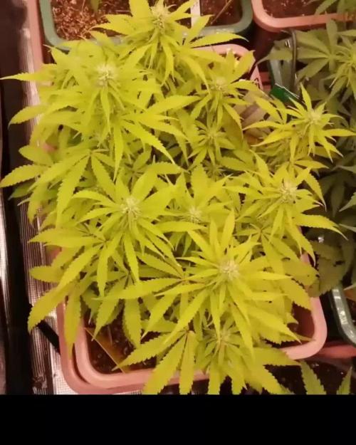 Auto AK-47 XL Divine Seeds