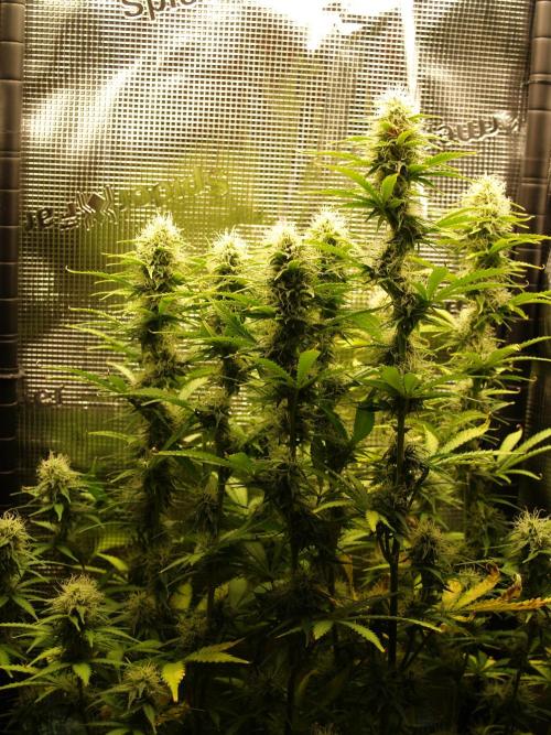 Green Cure CBD F1 Hybrid Auto Zamnesia. Week 10 - Tag 73