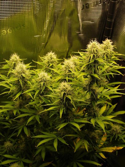 Green Cure CBD F1 Hybrid Auto Zamnesia. Week 10 - Tag 73