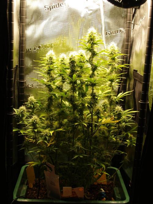 Green Cure CBD F1 Hybrid Auto Zamnesia. Week 10 - Tag 73