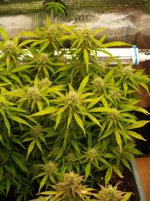 GMO Cookies Auto from Zamnesia. Week 10 - Tag 73