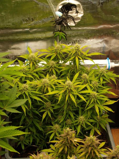 GMO Cookies Auto from Zamnesia. Week 10 - Tag 73