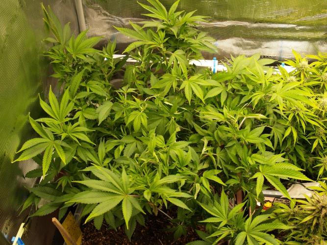 White Rhino From Zamnesia zweite Runde. Week 10 - Tag 73