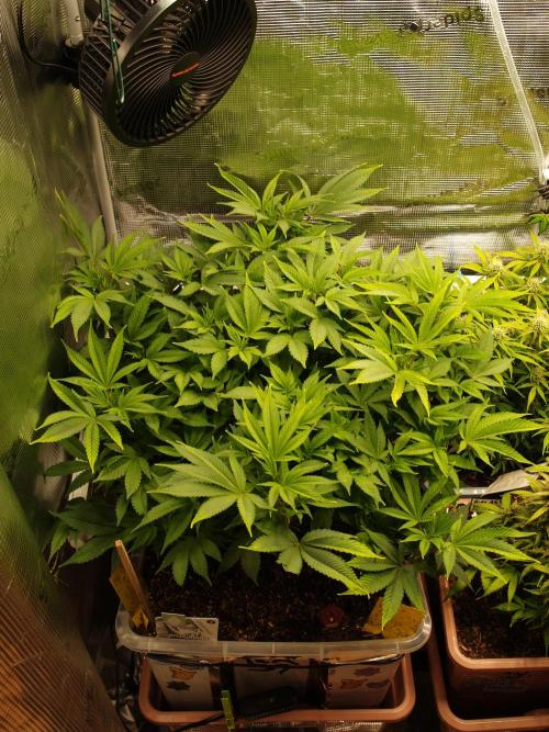 White Rhino From Zamnesia zweite Runde. Week 10 - Tag 73