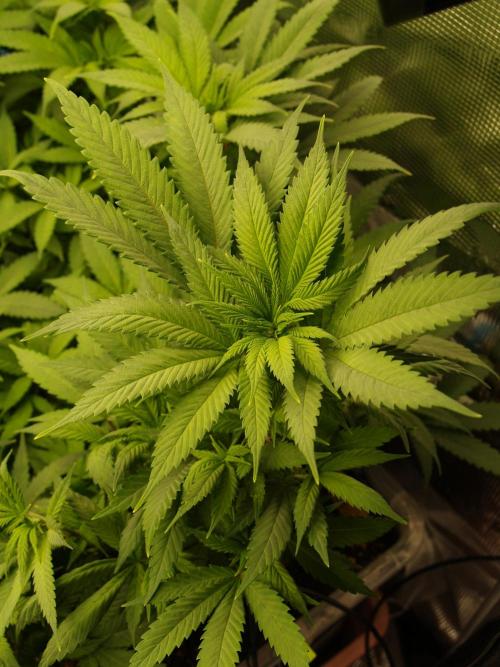 Eleven Roses. Week 14 - Tag 103