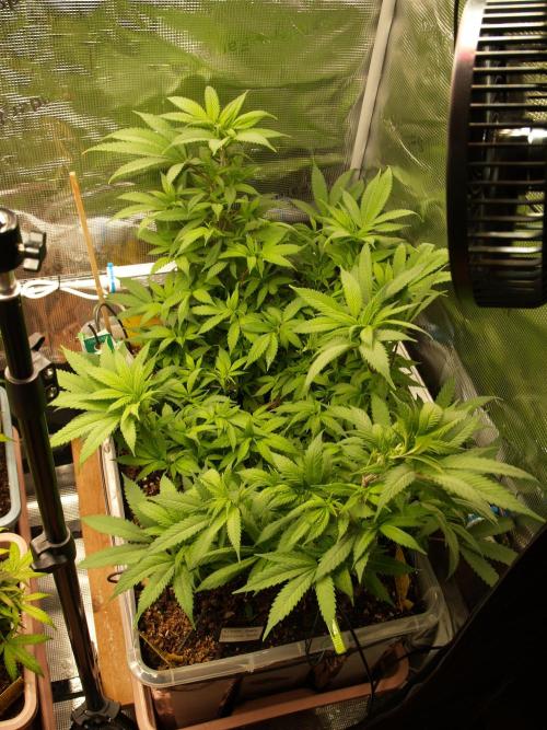 Eleven Roses. Week 14 - Tag 103