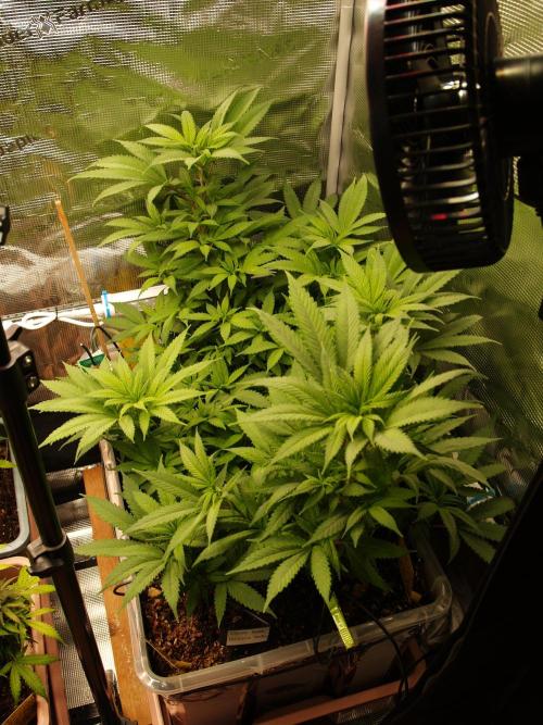 Eleven Roses. Week 14 - Tag 103