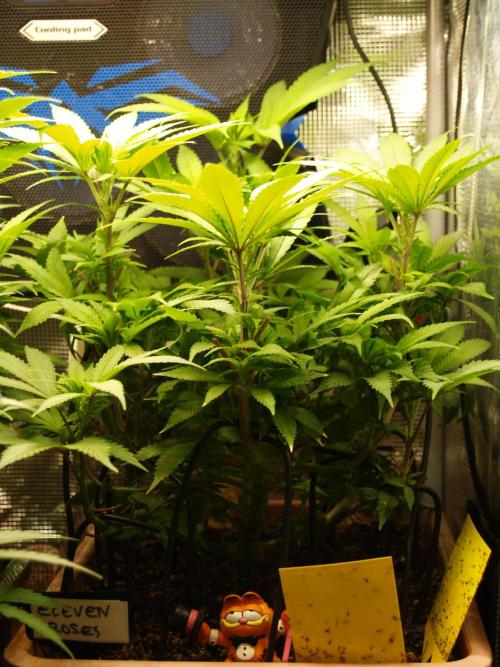 Eleven Roses Klon zur Blüte 2. Week 12 - Tag 82