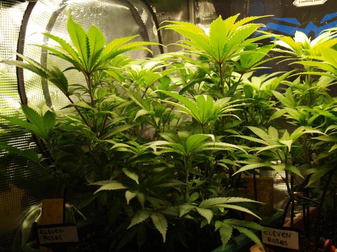 Eleven Roses Klon zur Blüte. Week 12 - Tag 82