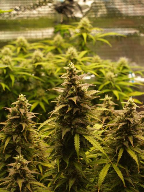 Auto AK-47 XL Divine Seeds. Week 10 - Tag 75