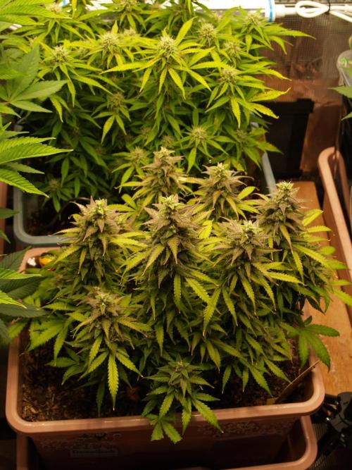 Auto AK-47 XL Divine Seeds. Week 10 - Tag 75