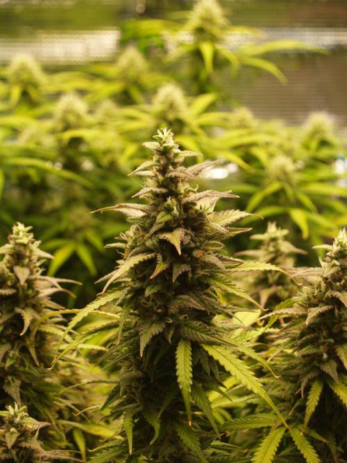 Auto AK-47 XL Divine Seeds. Week 10 - Tag 75