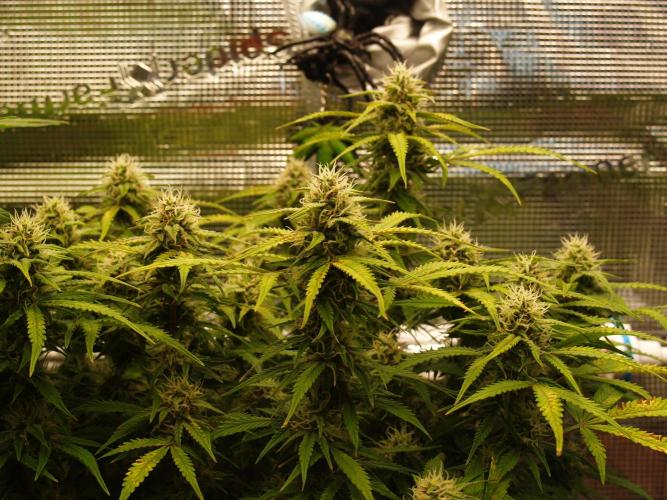 GMO Cookies Auto from Zamnesia. Week 10 - Tag 75