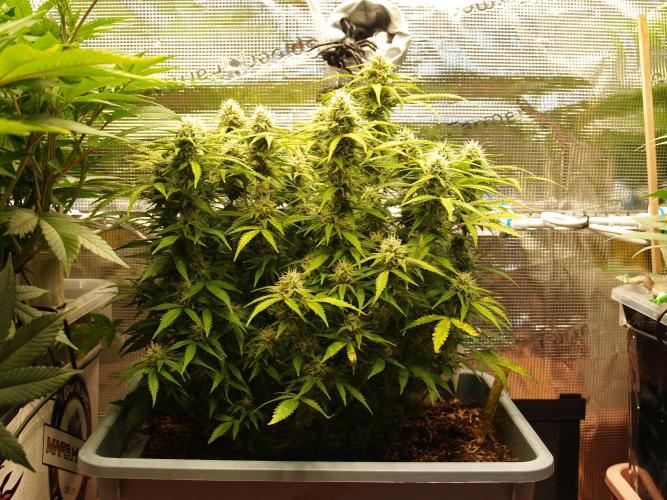 GMO Cookies Auto from Zamnesia. Week 10 - Tag 75