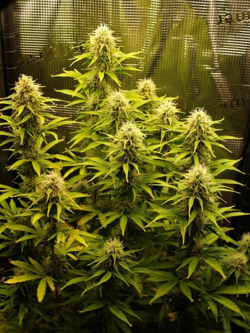 Green Cure CBD F1 Hybrid Auto Zamnesia. Week 10 - Tag 75